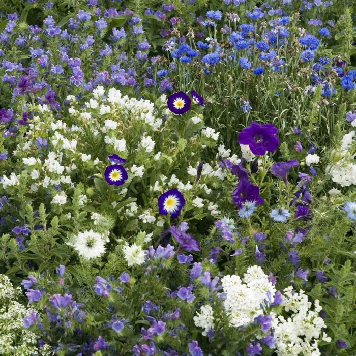 Bloemenmengsel Blue Carpet