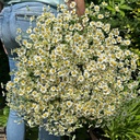 Tanacetum parthenium Campagne