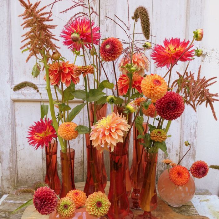 Mix Marieke Nolsen Selection (4 dahlia's +3 zaden)