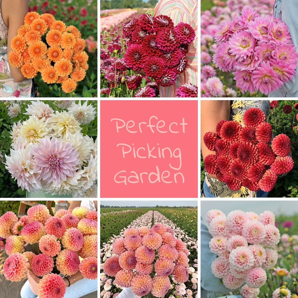 Mix Perfect Picking Garden