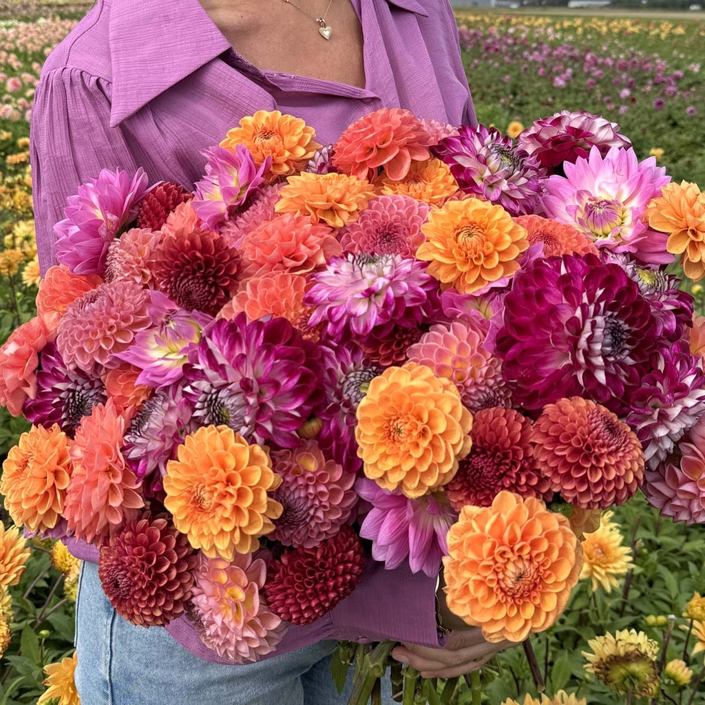 Mix Perfecte Pluktuin (8 dahlia's)