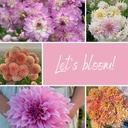 Mix Let's Bloom!