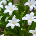 Scilla Alba