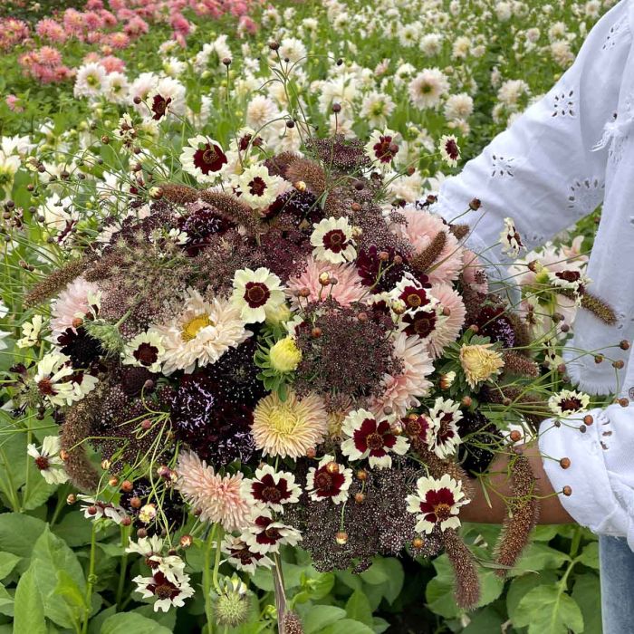 Mix Angels from the Sky - 5x bloemenzaden