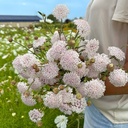 Didiscus Lace Pink