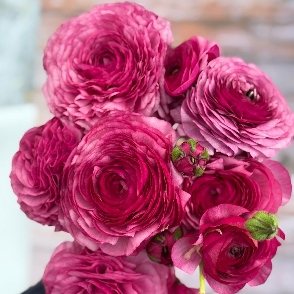 Ranonkels Elegance Milka®