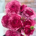 Ranonkels Elegance Milka®