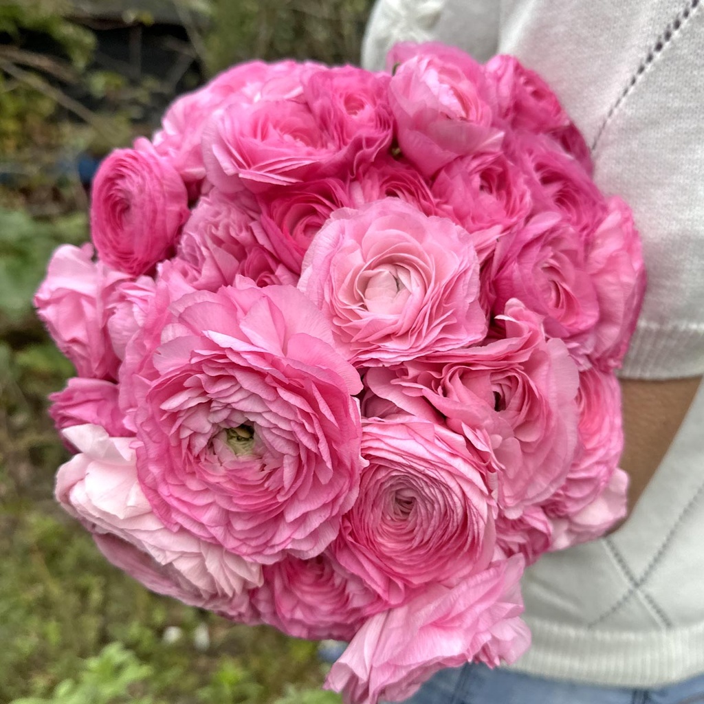 Ranonkels Elegance Rosa®