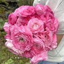 Ranonkels Elegance Rosa®
