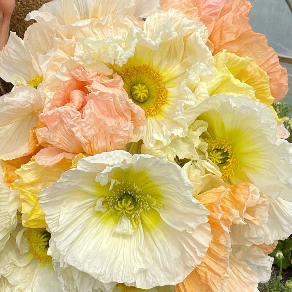 Iceland Poppy Colibri Sherbet Mix