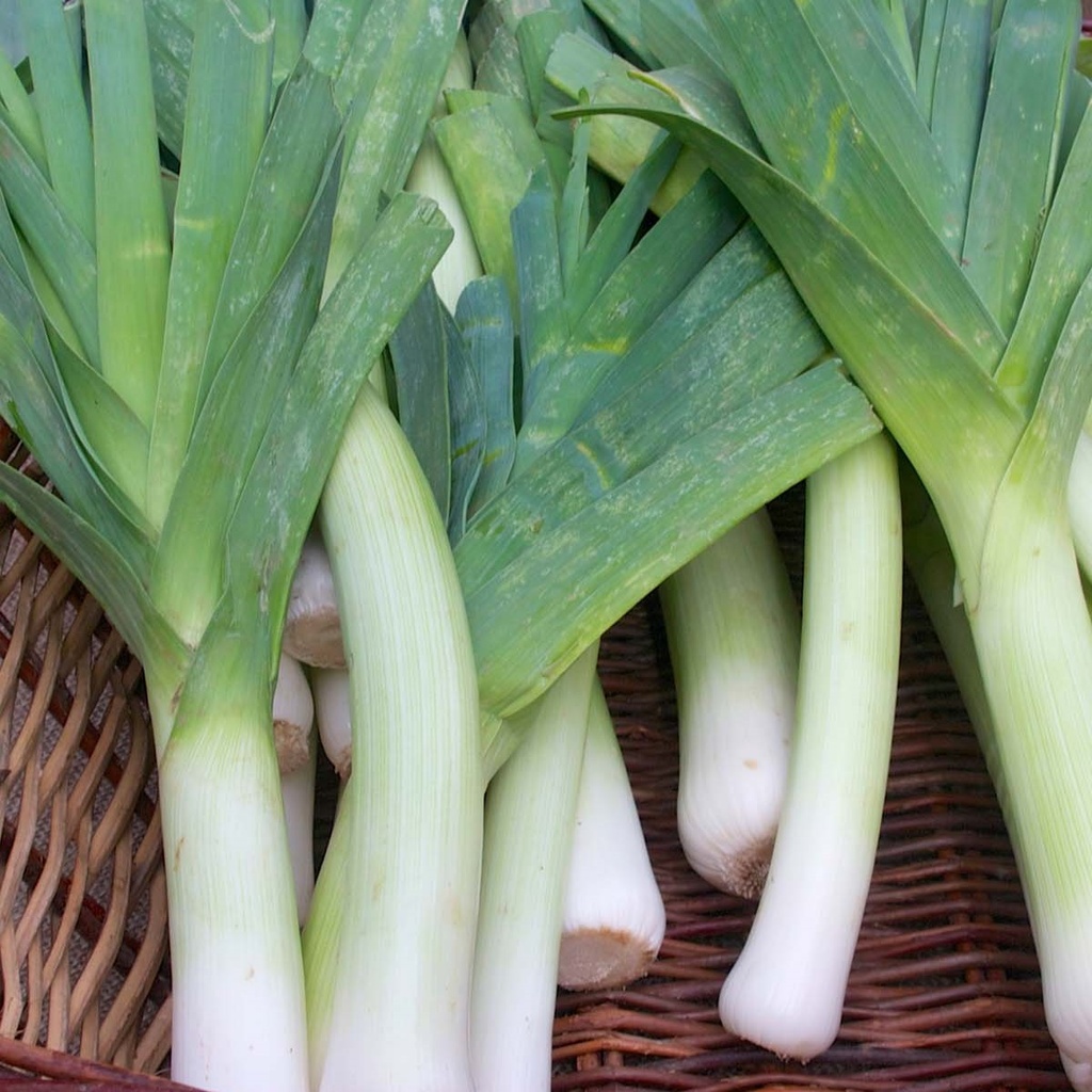 Bluegreen Winter Leek 