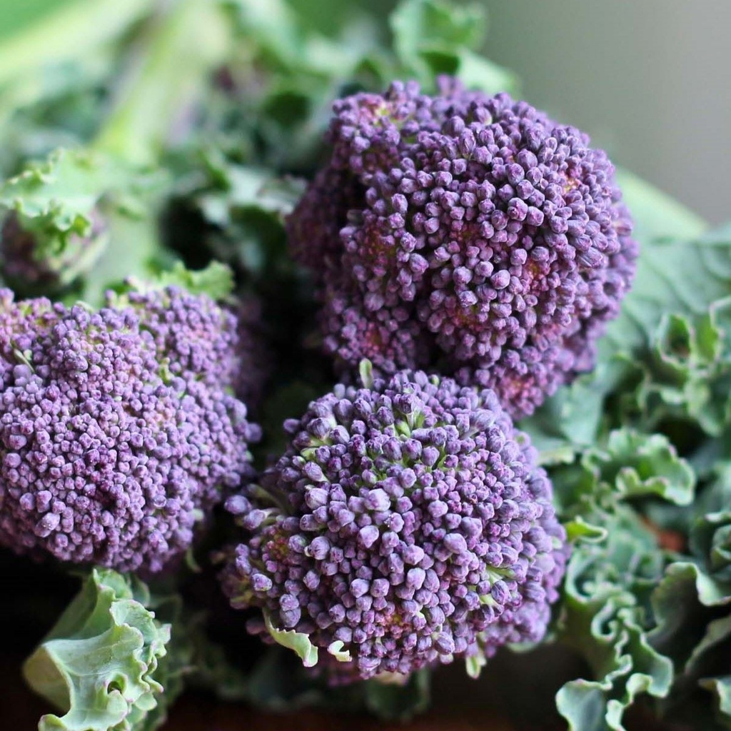 Broccoli Burgundy F1 - sprouting