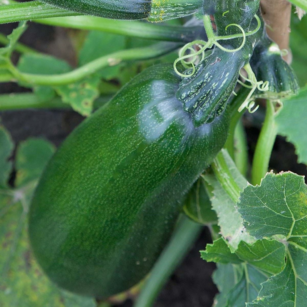 Courgette Black Forest F1