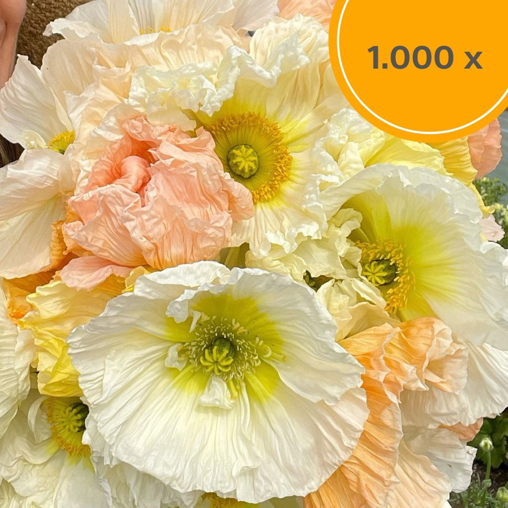 Iceland Poppy (1.000x) Colibri Sherbet Mix