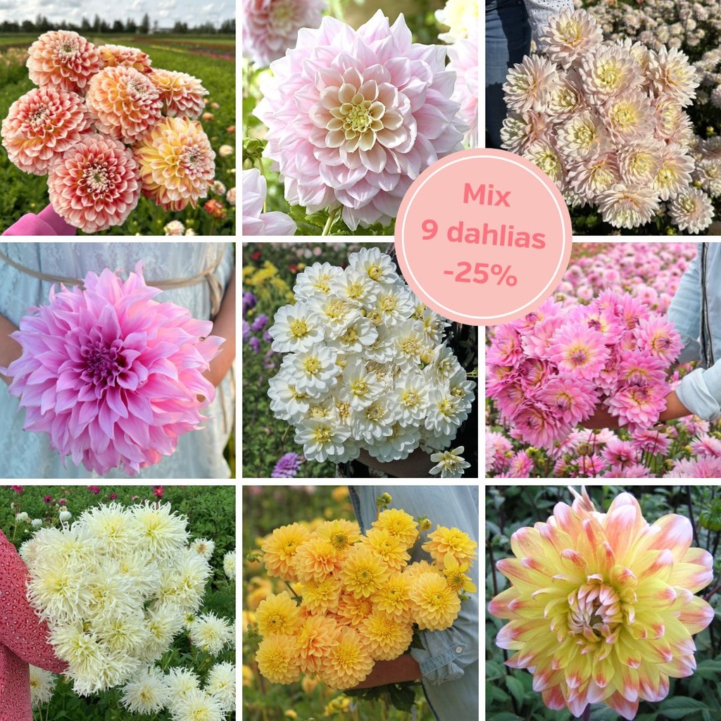Mix Blushing Beauties (9 dahlia's) XX