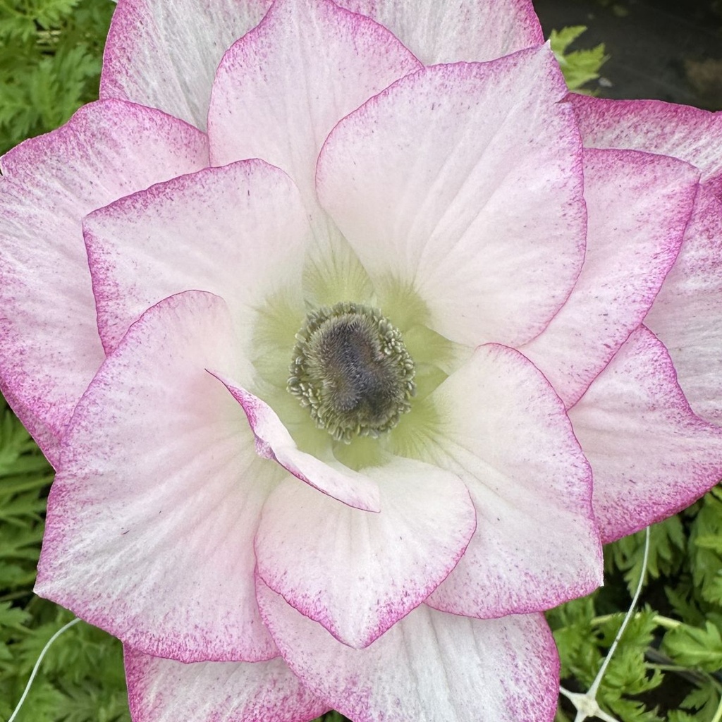 Anemone Mistral The Edge®