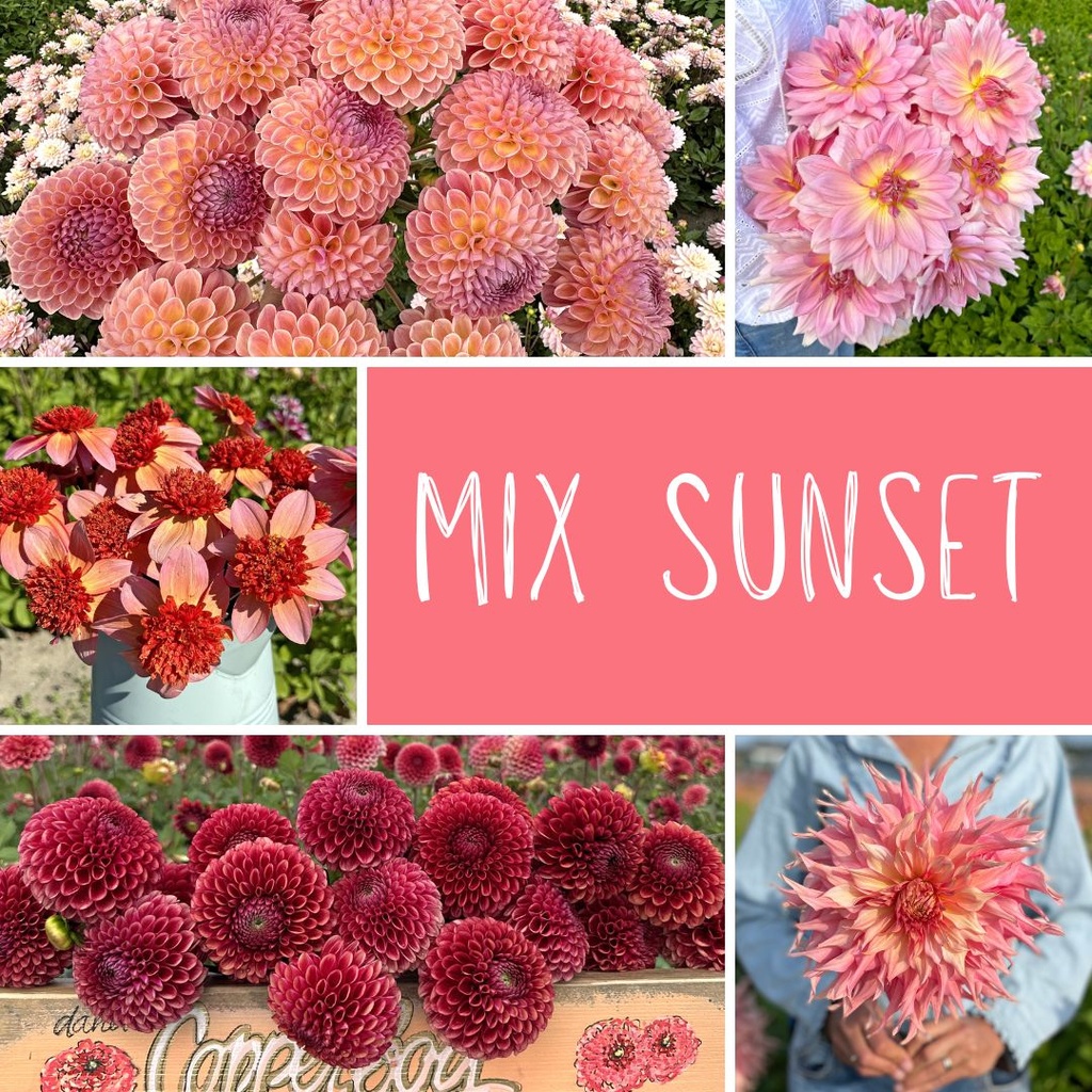 Mix dahlias Sunset (5 dahlia's) XX