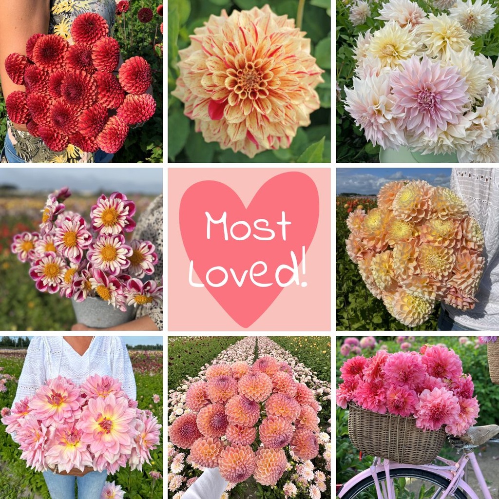 Mix Most Loved (_8 dahlia's)