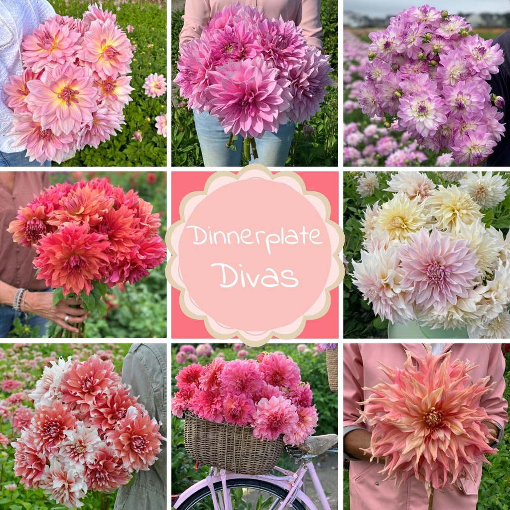 Mix Dinnerplate Divas (8 dahlia's)