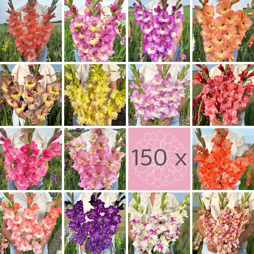 Ultimate Gladiolus Mix