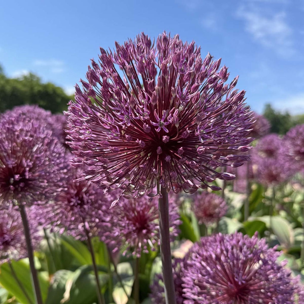 Allium Nevskianum 10 st.