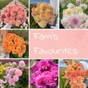Mix FAM's favourites (7 dahlia's)
