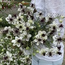 Nigella African Bride