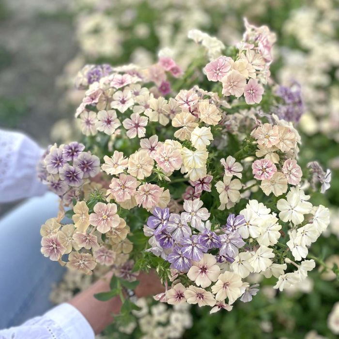 Phlox Grandiflora Creme Brulee