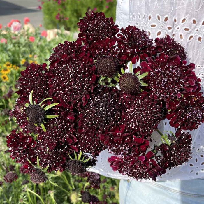 Scabiosa Black Knight