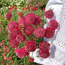 Scabiosa Fire King