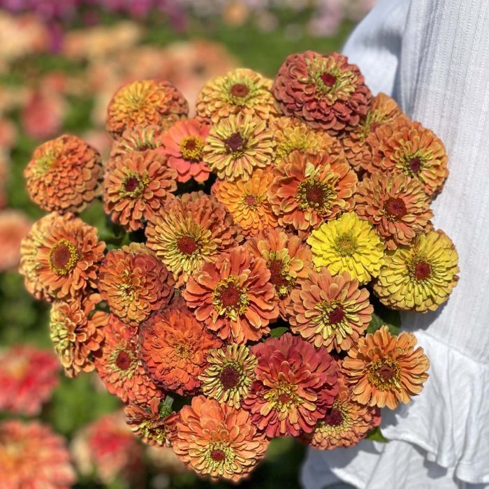 Zinnia Elegans Queeny Lime Orange