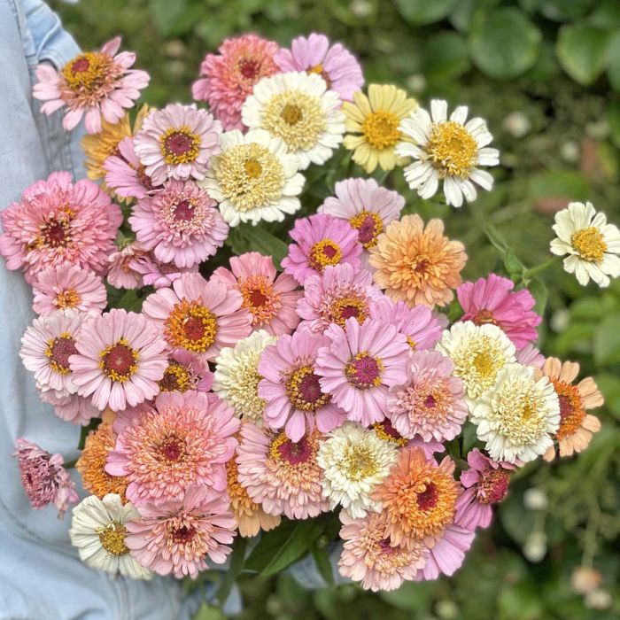 Zinnia Elegans Cresto! Peaches & Cream