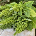 Amaranthus Green Thumb