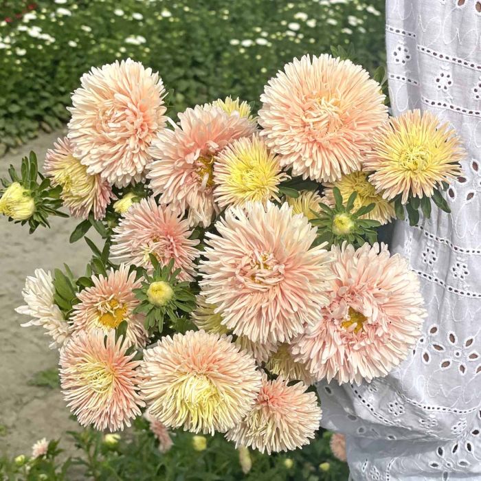 Aster King Size Apricot