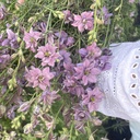 Delphinium Misty Lavender