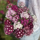 Dianthus Hollandia Purple Crown