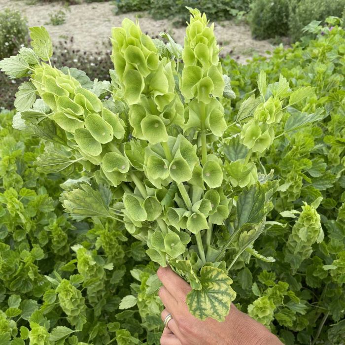 Moluccella Bells of Ireland