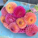 Mix Ball Fiesta (3 dahlia's)