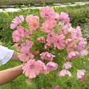 Cosmos Apricotta