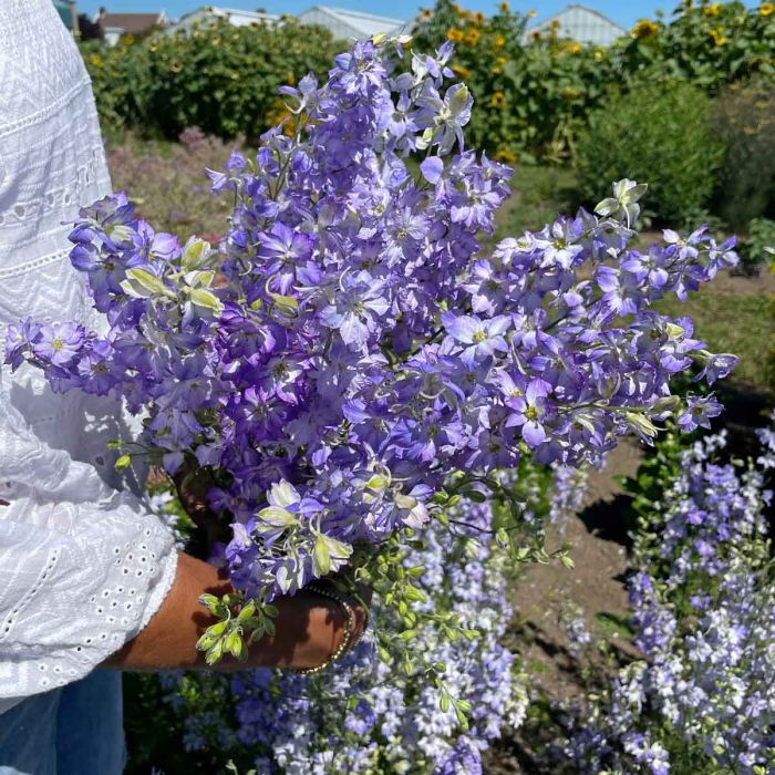 Delphinium Frosted Skies