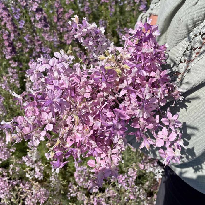 Delphinium Fancy Belladonna