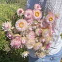 Helichrysum Silvery Rose