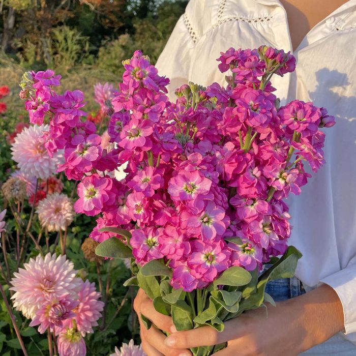 Matthiola Anytime Hot Pink