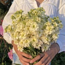 Matthiola Anytime Yellow