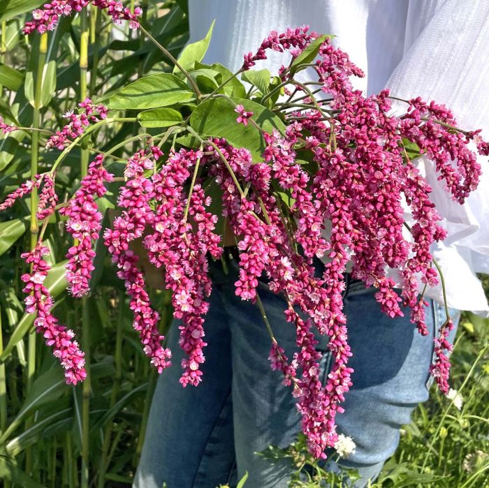 Persicaria Cerise Pearls