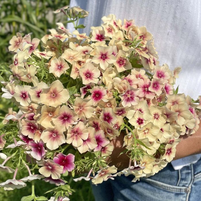 Phlox Cherry Caramel