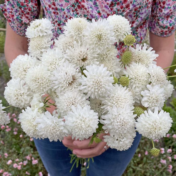 Scabiosa Snowmaiden