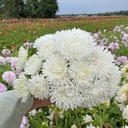 Aster King Size White