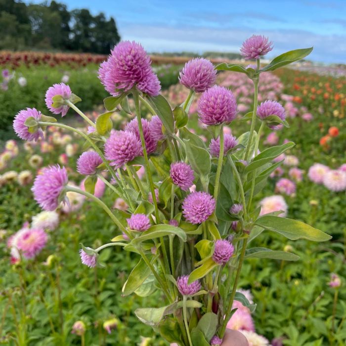 Gomphrena pink