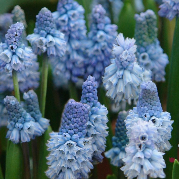 Muscari Azureum 10 st.